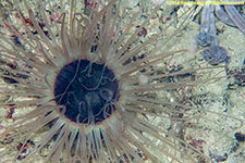 cerianthid